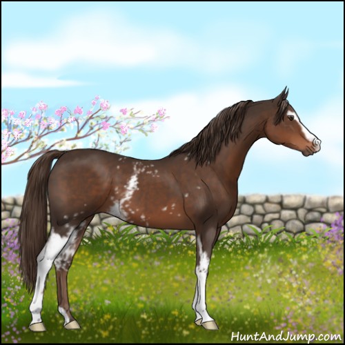 Horse Color:White Spotted Liver Chestnut 