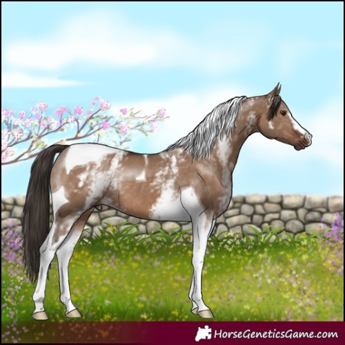 Horse Color:White Spotted Liver Red Dun Tobiano 