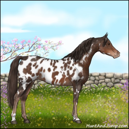 Horse Color:White Spotted Liver Chestnut Appaloosa 