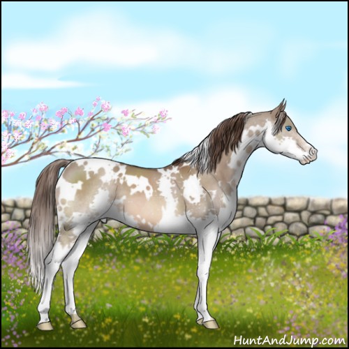 Horse Color:White Spotted Liver Red Dun Splash 