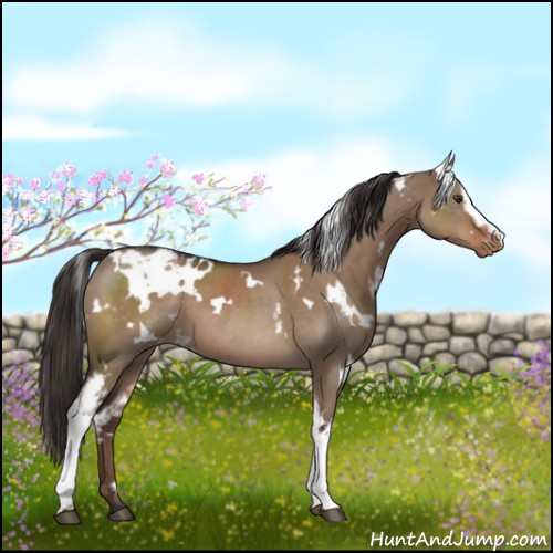 Horse Color:White Spotted Liver Red Dun Appaloosa 