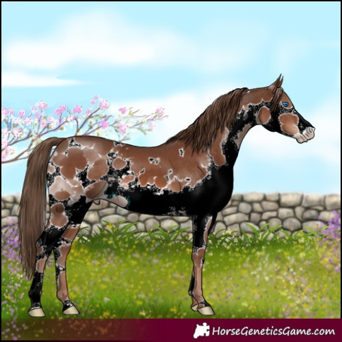 Horse Color:White Spotted Liver Chestnut Splash 