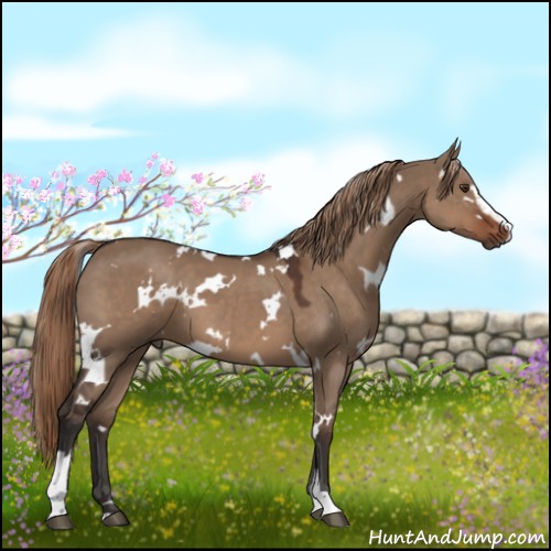 Horse Color:White Spotted Liver Red Dun Sabino 