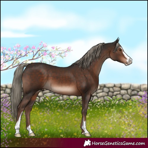 Horse Color:Liver Chestnut Mushroom Sabino 