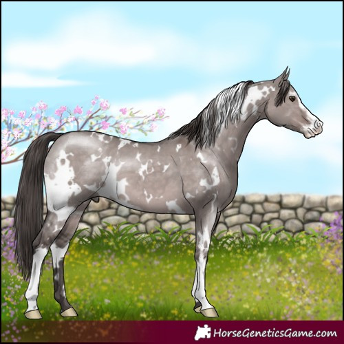 Horse Color:Platinum White Spotted Liver Red Dun Sabino 