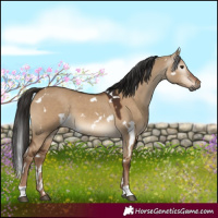 Horse Color:Gray White Spotted Liver Red Dun 