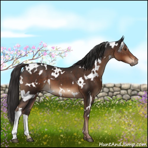 Horse Color:White Spotted Liver Chestnut 