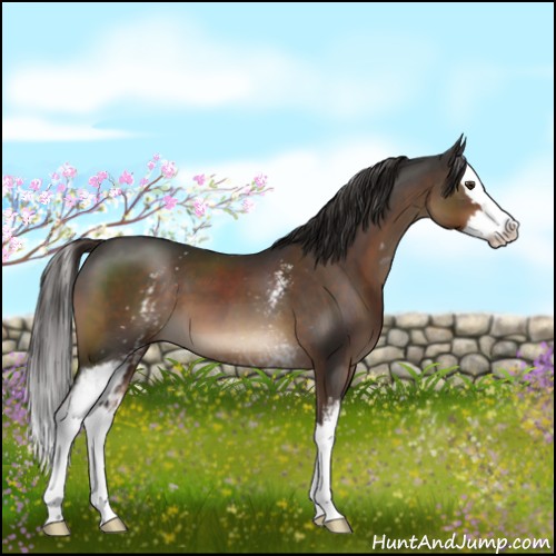 Horse Color:White Spotted Liver Chestnut Splash