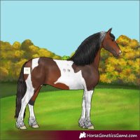 Horse Color:Bay Tobiano 