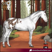 Horse Color:White Spotted Brown Dun Blanket 