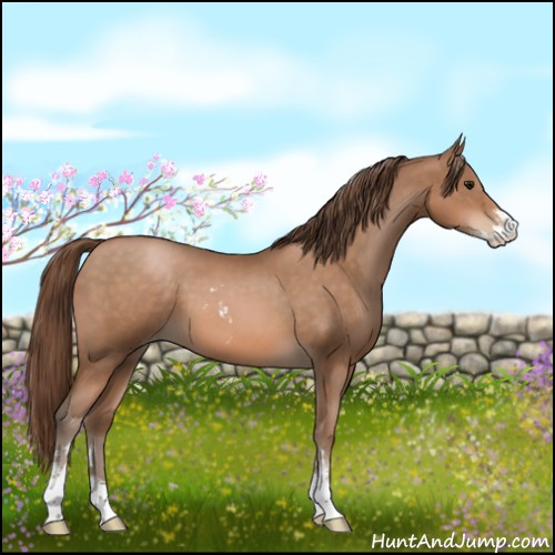 Horse Color:Brown Pearl Sabino