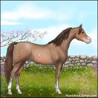 Horse Color:Brown Pearl Sabino 