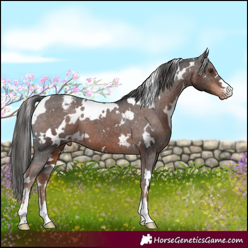 Horse Color:White Spotted Liver Chestnut Appaloosa 