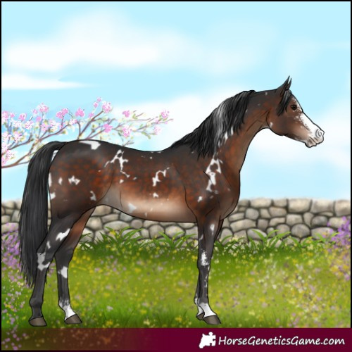 Horse Color:White Spotted Brown Sabino 