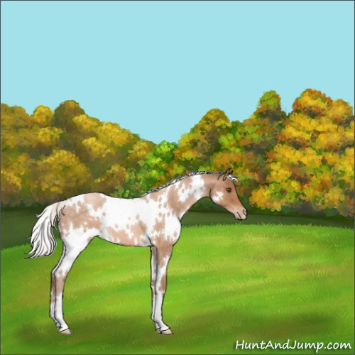 Horse Color:White Spotted Silver Brown Roan Pearl