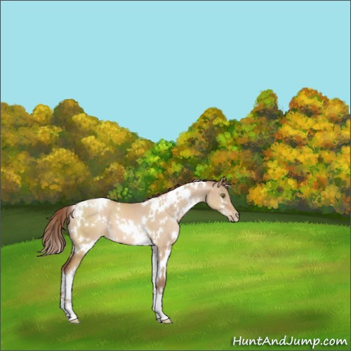 Horse Color:White Spotted Brown Pearl Dun