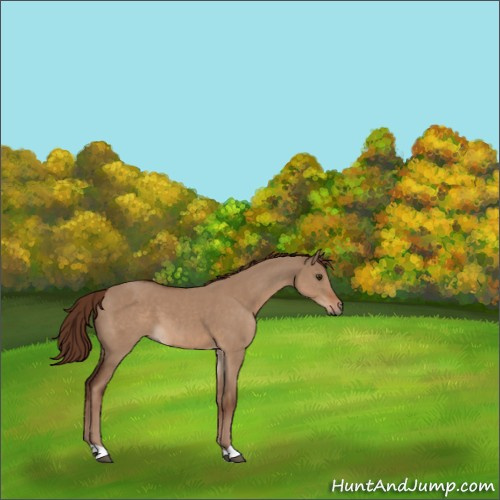 Horse Color:Liver Red Dun 