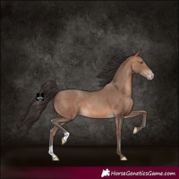 Horse Color:Sable Champagne 