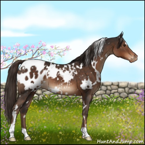 Horse Color:White Spotted Liver Chestnut Appaloosa 