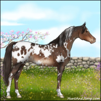 Horse Color:White Spotted Liver Chestnut Appaloosa 
