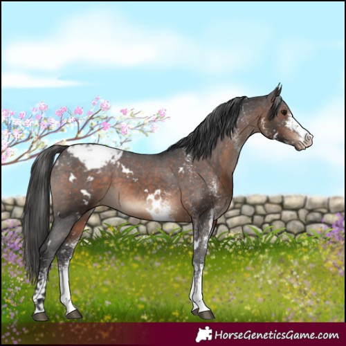 Horse Color:White Spotted Brown Snowcap