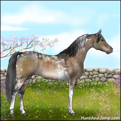 Horse Color:Brown Dun Tobiano 
