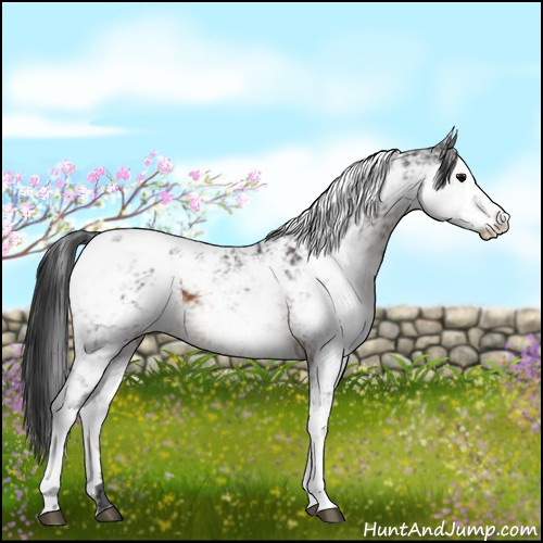 Horse Color:Brown Sabino Appaloosa 