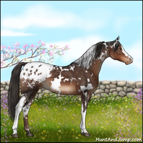 Horse Color:White Spotted Liver Chestnut Blanket 
