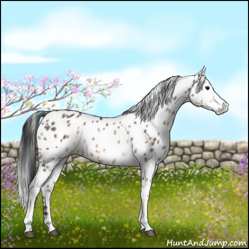 Horse Color:White Spotted Brown Dun Appaloosa Rabicano 