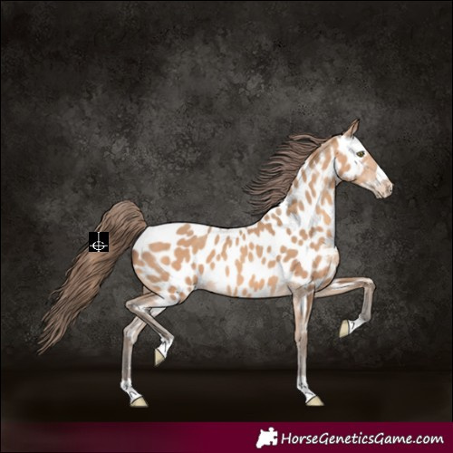 Horse Color:Amber Champagne Appaloosa