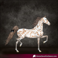 Horse Color:Amber Champagne Appaloosa 