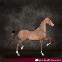 Horse Color:Amber Champagne 