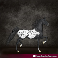 Horse Color:Black Appaloosa