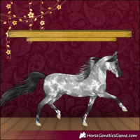 Horse Color:White Spotted Blue Roan