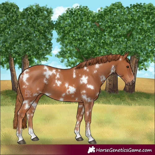 Horse Color:White Spotted Chestnut 
