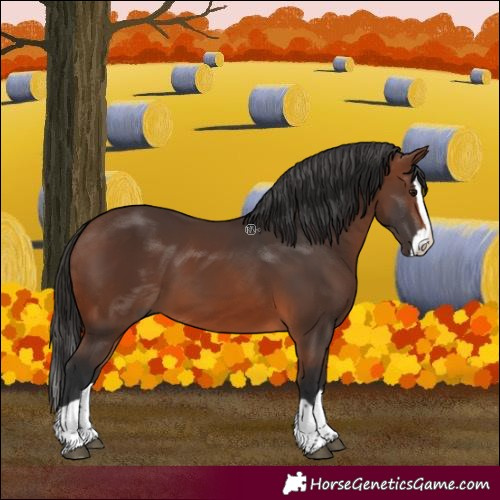 Horse Color:Brown Splash 