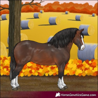 Horse Color:Brown Splash 
