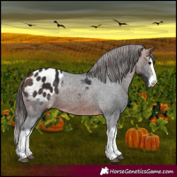 Horse Color:Bay Splash Appaloosa 
