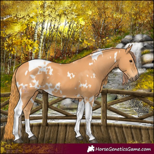 Horse Color:White Spotted Chestnut Tobiano 