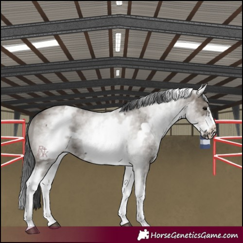 Horse Color:White Spotted Grullo Frame 