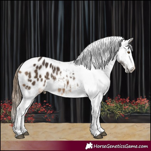 Horse Color:White Spotted Buckskin Blanket 
