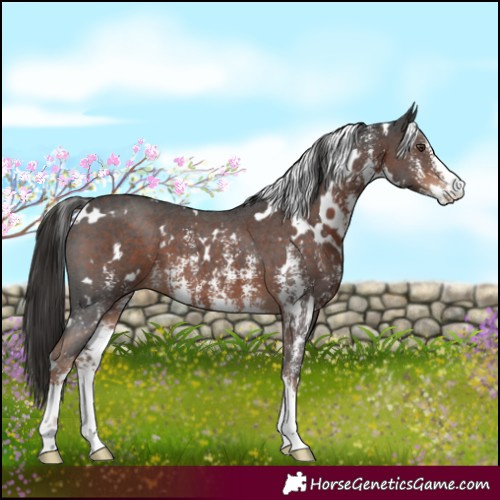 Horse Color:White Spotted Liver Chestnut Sabino 