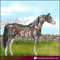 Horse Color:White Spotted Liver Chestnut Sabino