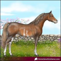 Horse Color:Chocolate Palomino Sabino 