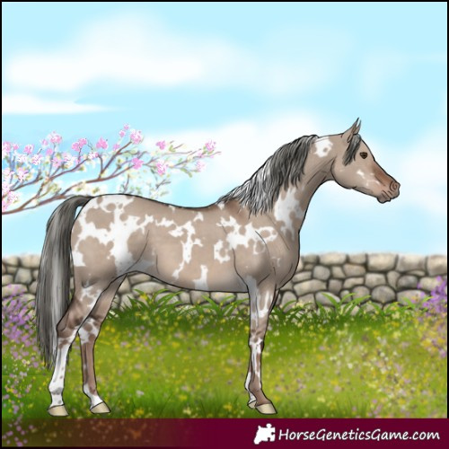 Horse Color:White Spotted Liver Red Dun Mushroom