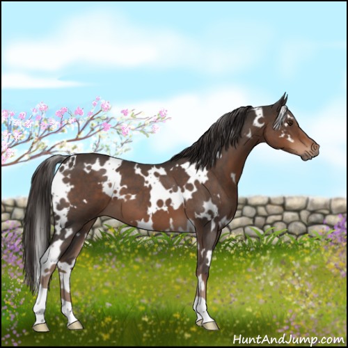 Horse Color:White Spotted Liver Red Roan 