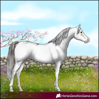 Horse Color:Liver Chestnut Sabino