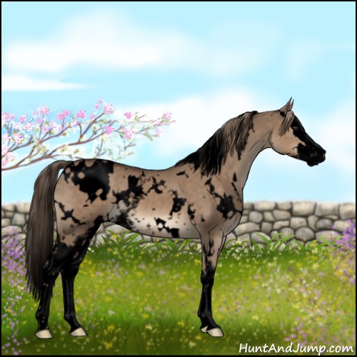 Horse Color:Void White Spotted Liver Red Dun Splash 