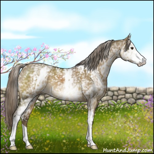 Horse Color:White Spotted Chocolate Palomino Dun 