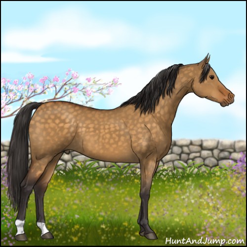 Horse Color:Buckskin Dun 